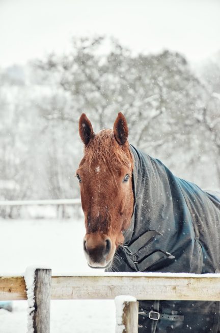 quelle couverture choisir pour mon cheval ?