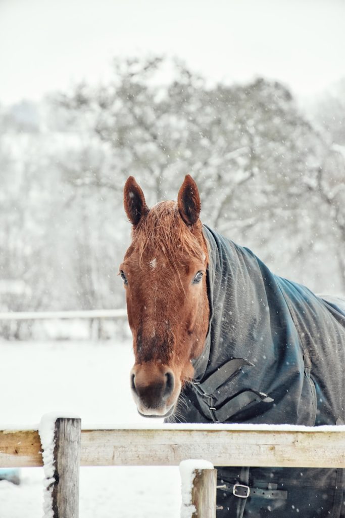 quelle couverture choisir pour mon cheval ?