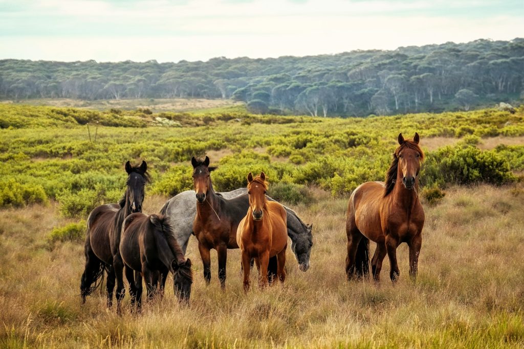 quelles sont les différentes robes des chevaux ?