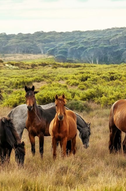 tout ce qu’il faut savoir sur le cornage chez les chevaux