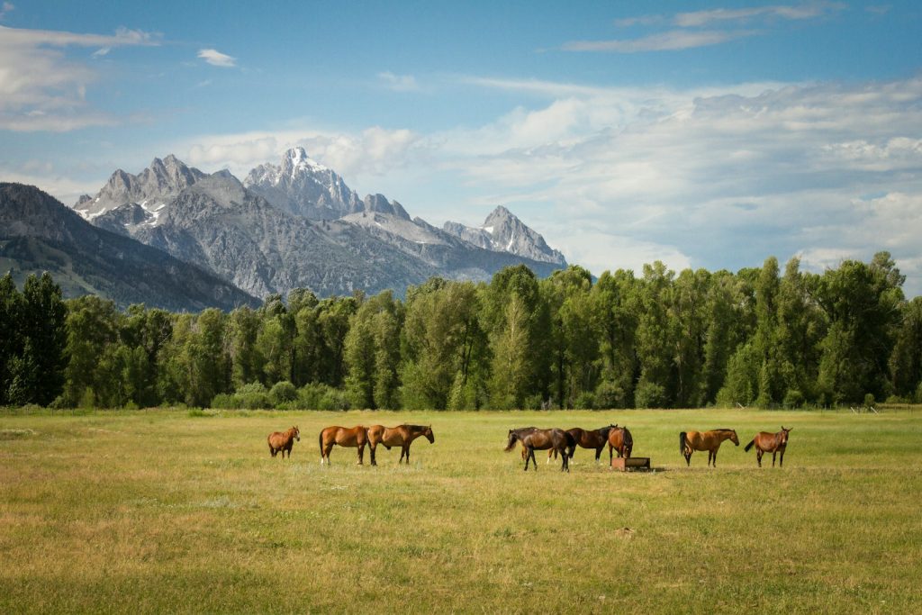 tout ce qu'il faut savoir sur le cornage chez les chevaux