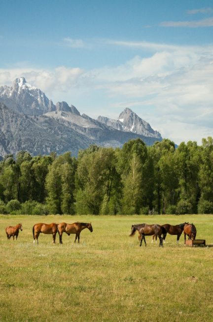 tout ce qu'il faut savoir sur le cornage chez les chevaux