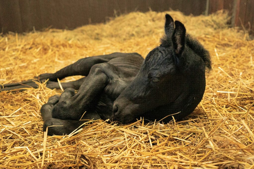 quelle alimentation pour un jeune poney ?