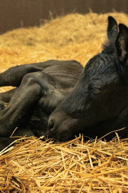 comment choisir un casque d’équitation adapté ?