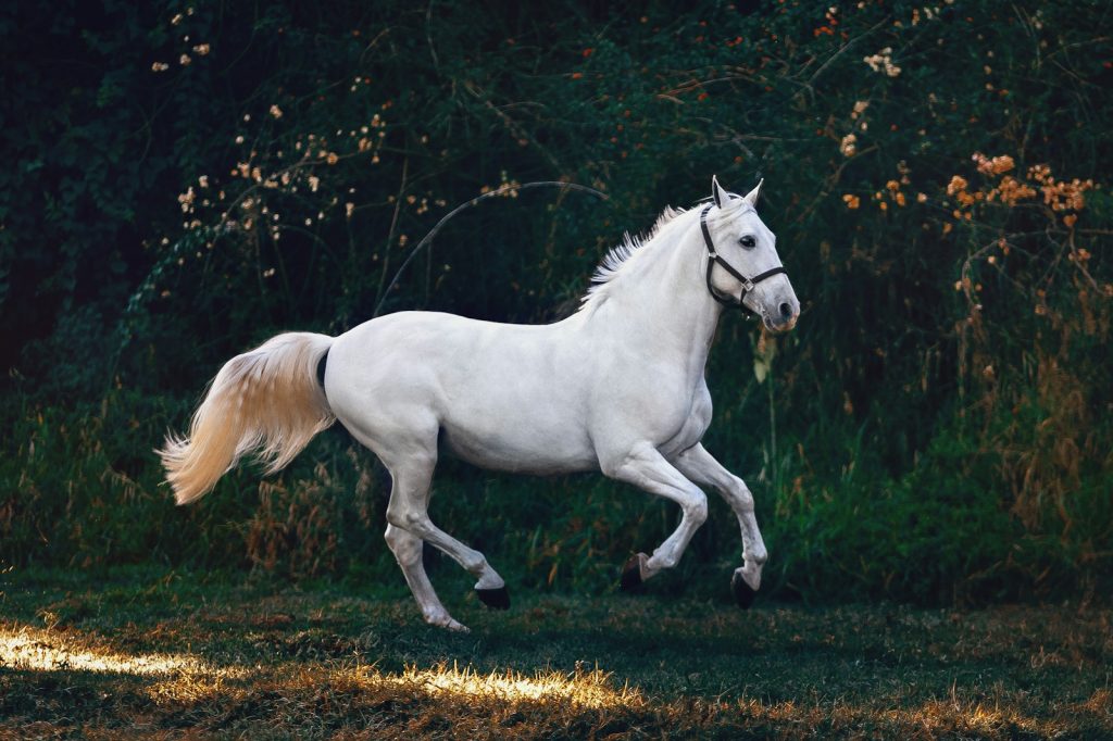 assurer son cheval, tout ce qu'il faut savoir