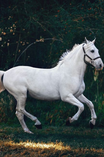 pieds-nus ou ferré, que faut-il choisir pour son cheval ?