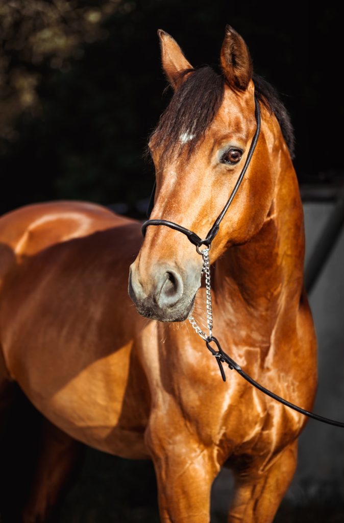 fleurs de bach pour les chevaux : bienfaits et utilisation