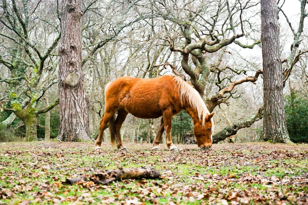 comment calculer la ration de son cheval ?