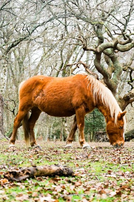 tout ce qu’il faut savoir sur le cornage chez les chevaux