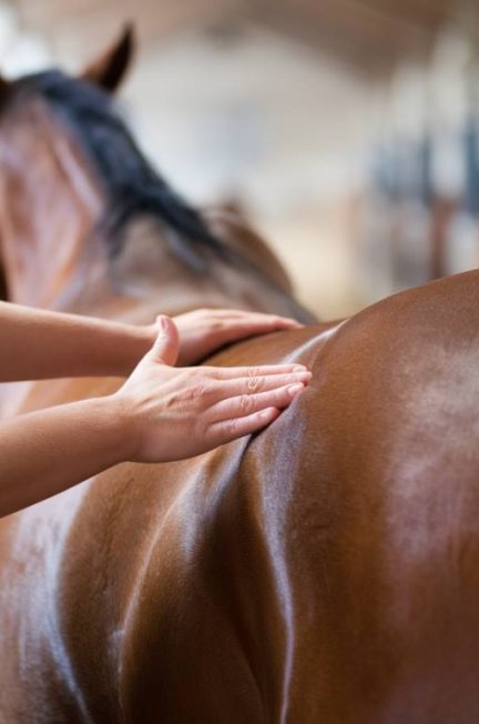 Les bienfaits de l'ostéopathie pour les chevaux